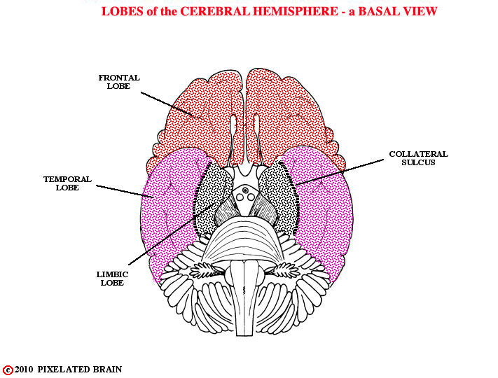  lobes of the cerebral hemisphere, basal view 