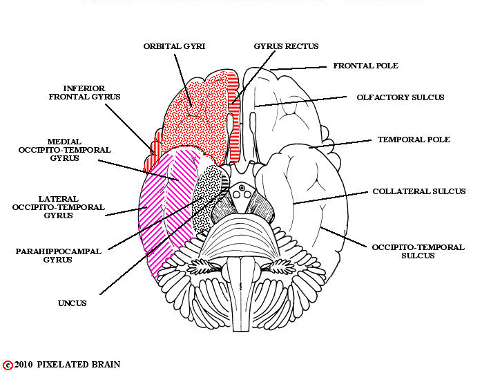  gyri and sulci, cerebral hemisphere, basal view 