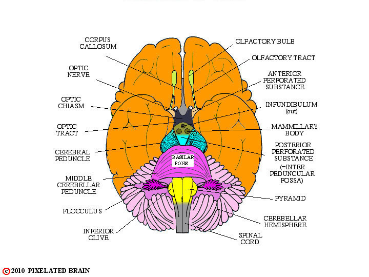 Pixelated Brain Neuroanatomy For Medical Students