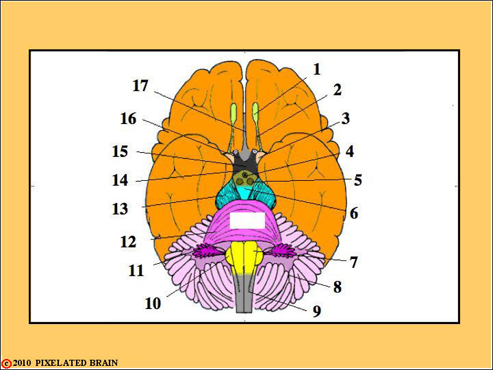 Basal view of the Brain