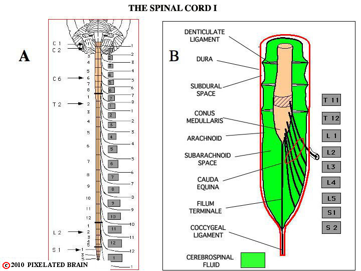 Pixelated Brain: Neuroanatomy for Medical Students - Module 2