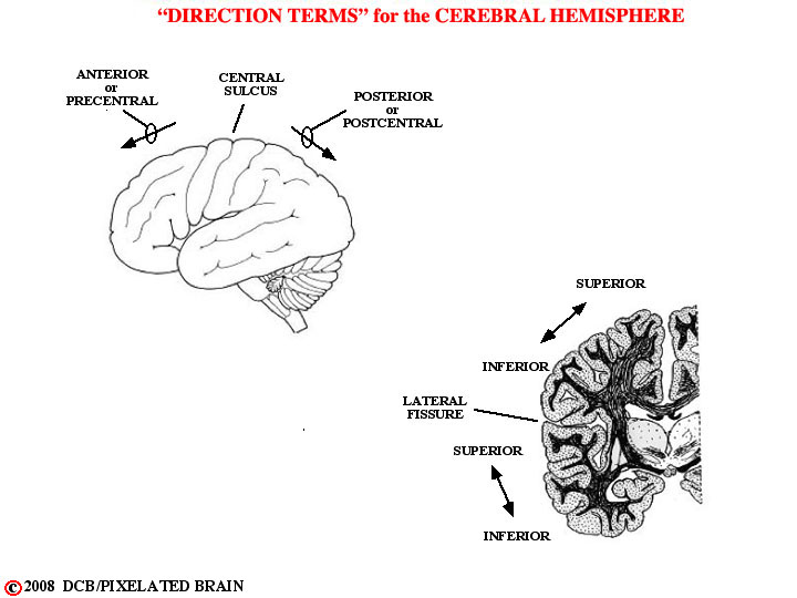 direction terms for the hemisphere: anterior, posterior, superior, inferior 