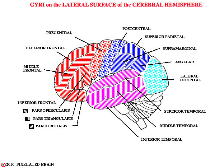  gyri - lateral surface of cerebral hemisphere 