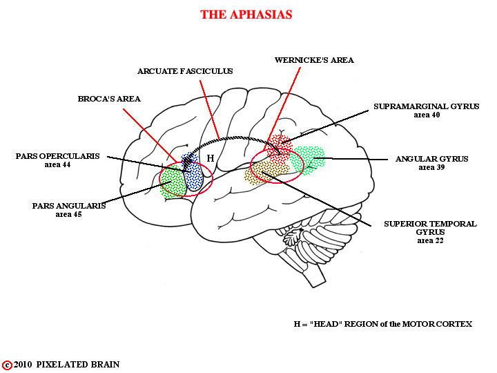  the aphasias 