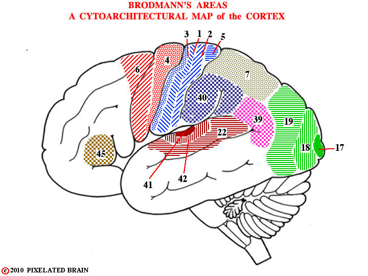  Brodmann's areas - a cytoarchitectural map of the cortex 