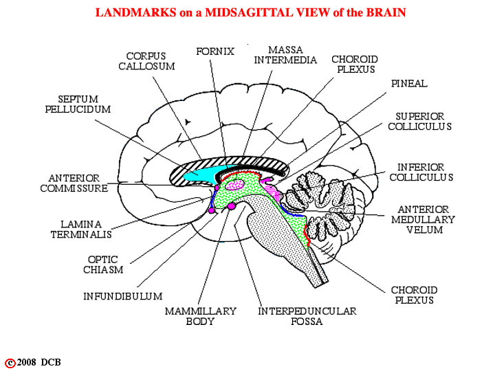 Pixelated Brain: Module 2, Section 3 - Ventral and sagittal views of