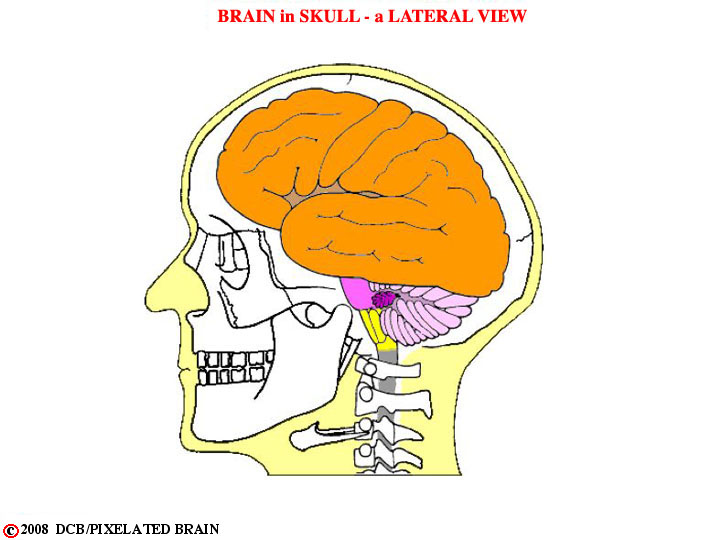 brain in skull - lateral view 