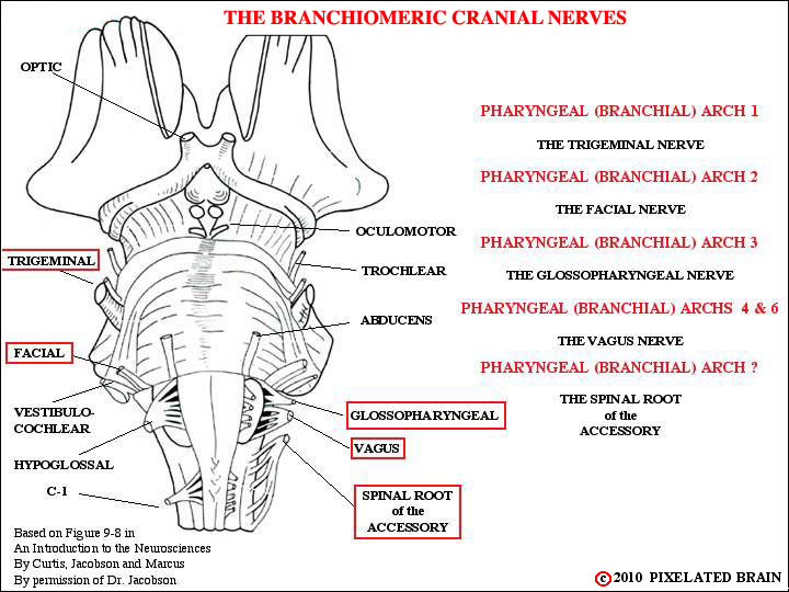 Pixelated Brain: Neuroanatomy for Medical Students