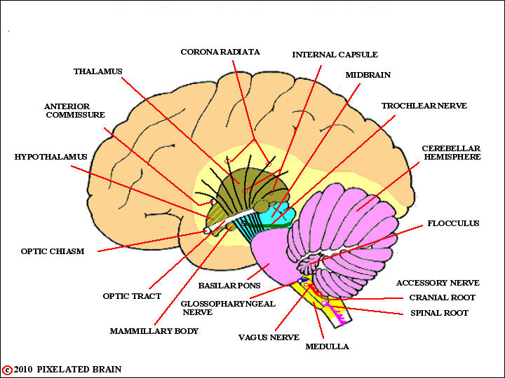 Pixelated Brain: Module 2, Section 3 - Ventral and sagittal views of
