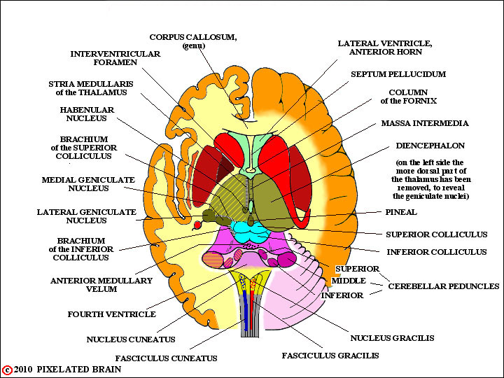 Pixelated Brain Neuroanatomy For Medical Students