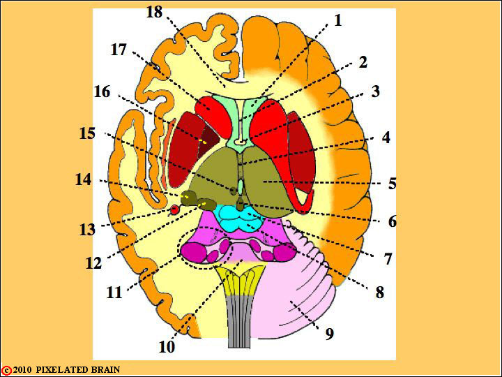  Dorsal view of the Brainstem 