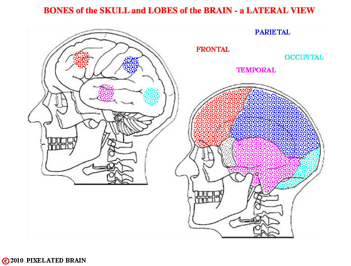  bones of skull and lobes of brain hemisphere - a comparison of lateral views 