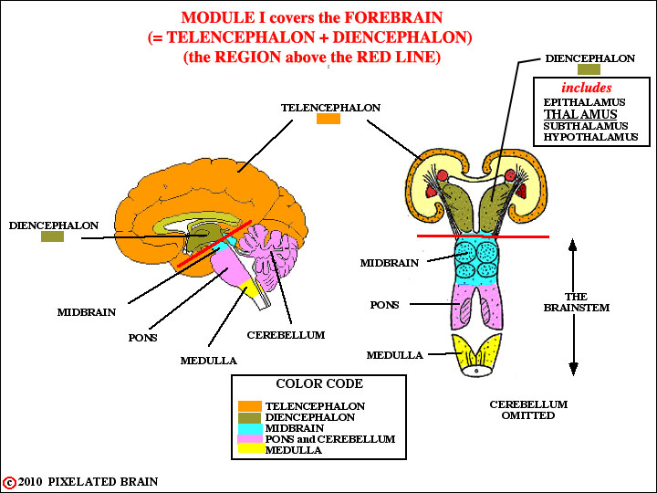 telencephalon, diencephalon, brainstem and spinal cord 