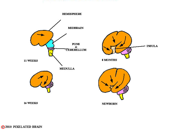  the expanding cerebral hemisphere II 