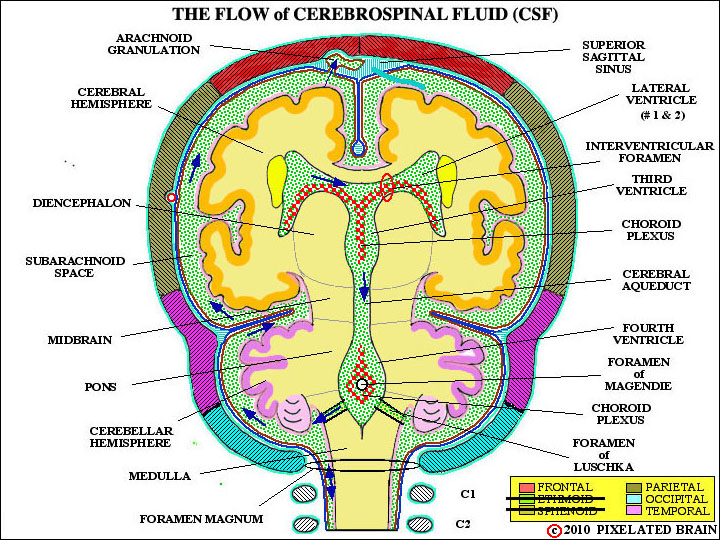 the flow of cerebrospinal fluid 