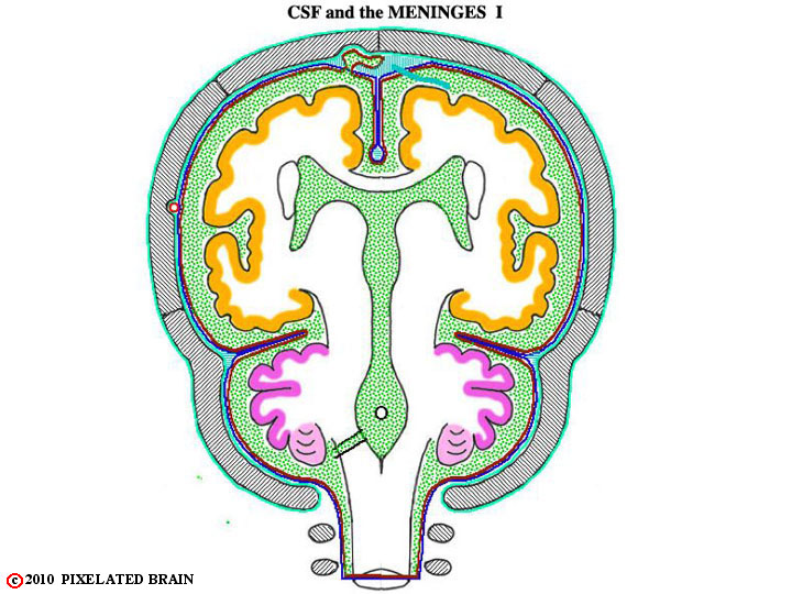 CSF and the meninges