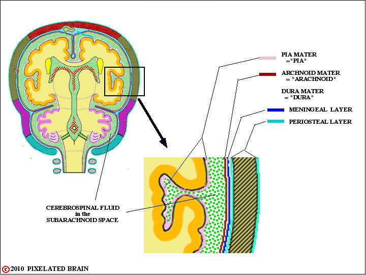 the spinal epidural space 