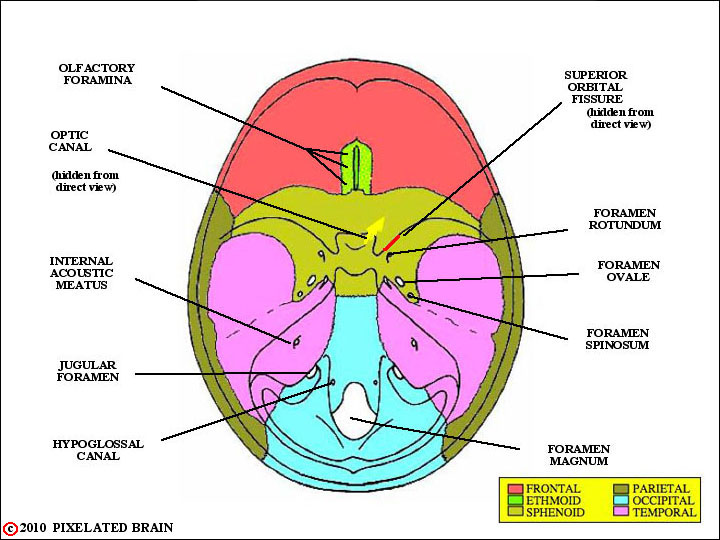 Pixelated Brain: Module 11, Section 3 - Anterior to the optic chiasm