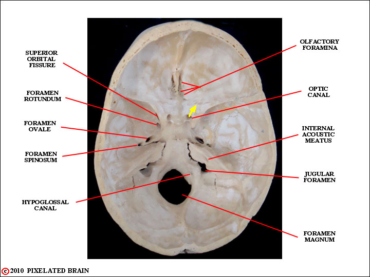 Pixelated Brain Module 1 Section 1 The Skull