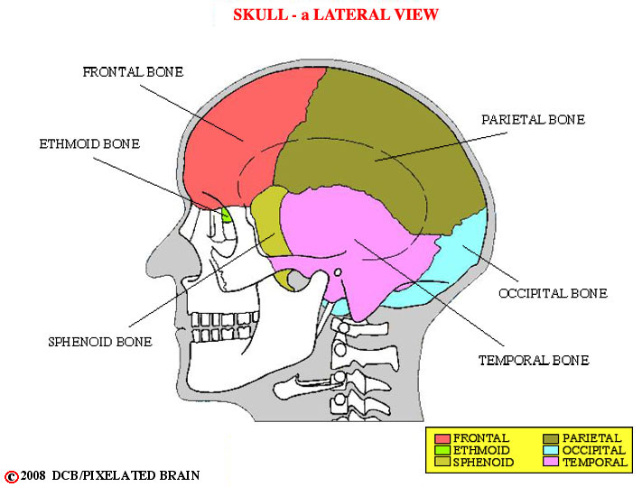 lateral view of skull