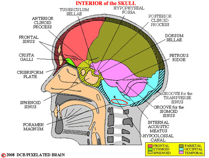 lateral wall of cranial cavity 