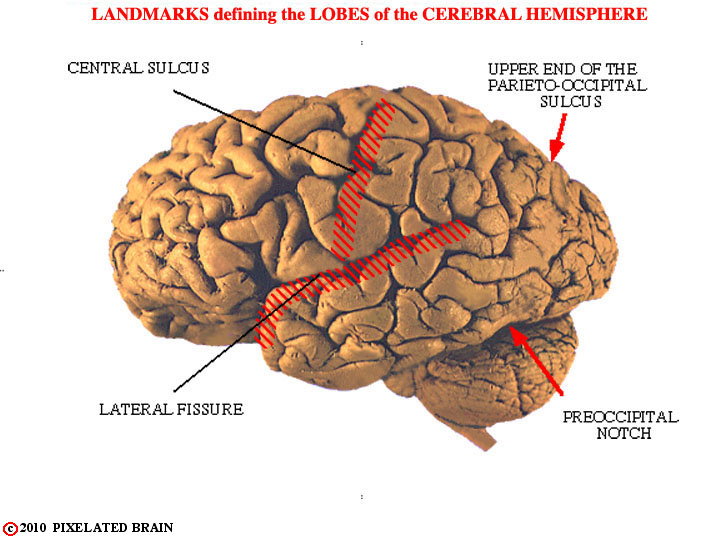  landmarks on the gross brain which define the lobes of the hemisphere 