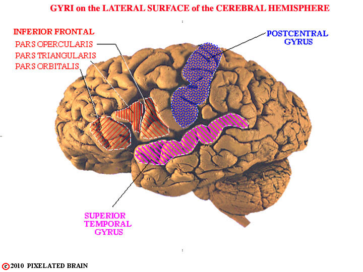  gyri-lateral surface, cerebral hemisphere, gross brain 
