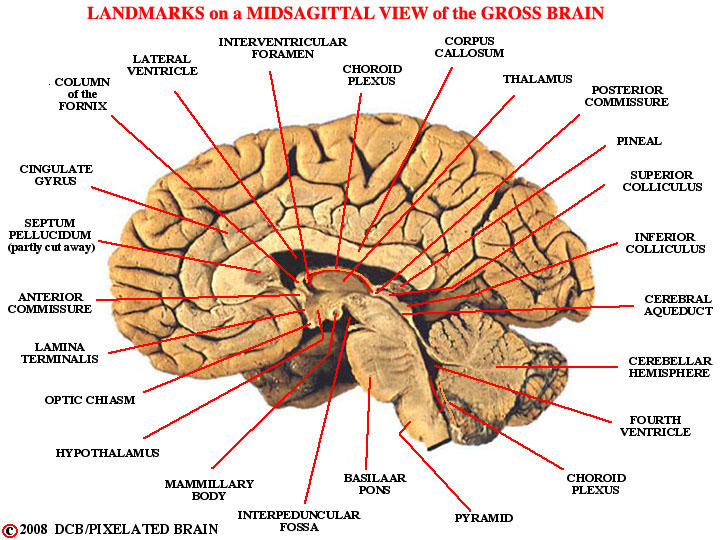 landmarks, midsagittal view, cerebral hemisphere 