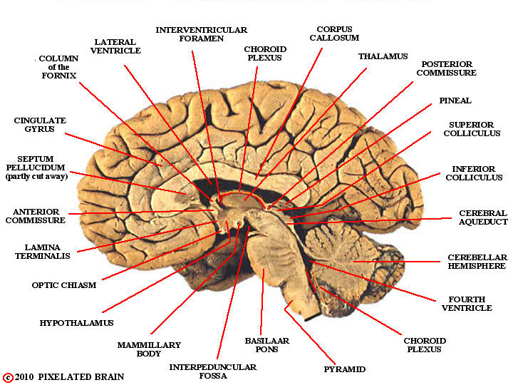 Pixelated Brain: Module 2, Section 3 - Ventral and sagittal views of