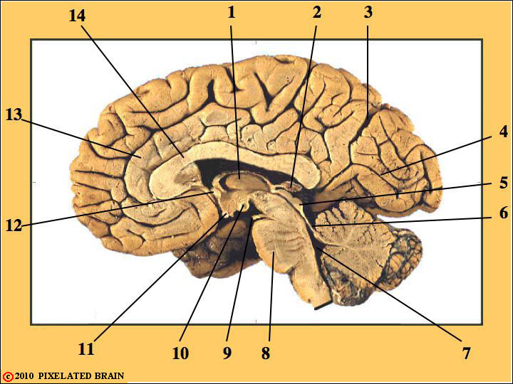 Mid-Sagittal View of Gross Brain
