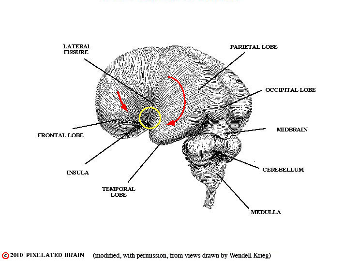  the expanding cerebral hemisphere I 