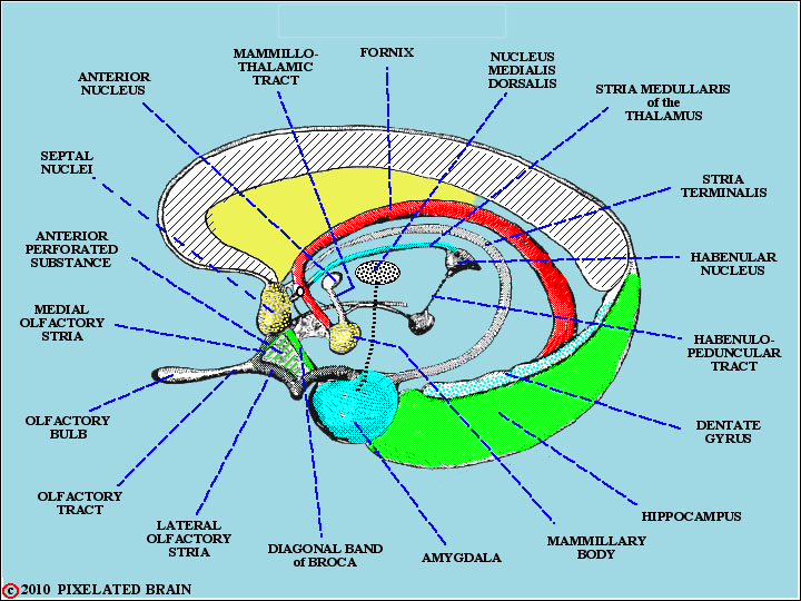 Septal nuclei; Bed Nucleus of Stria Terminalis; Nucleus of Anterior ...