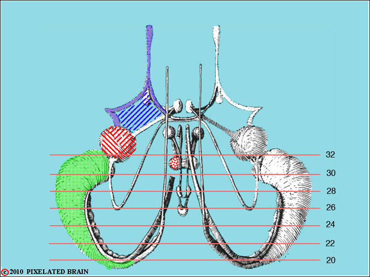 Pixelated Brain: Neuroanatomy for Medical Students