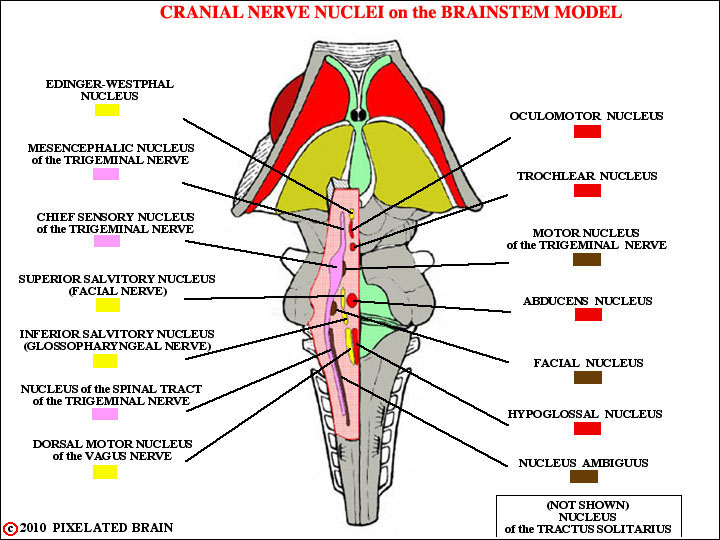 Pixelated Brain Neuroanatomy For Medical Students