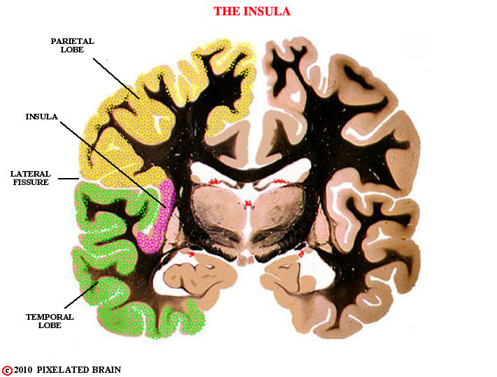  the insula, frontal section of hemisphere 