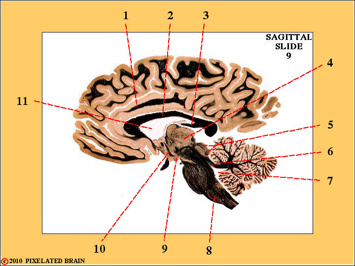 Sagittal Section through the Gross Brain Sagittal Section through the Gross Brain